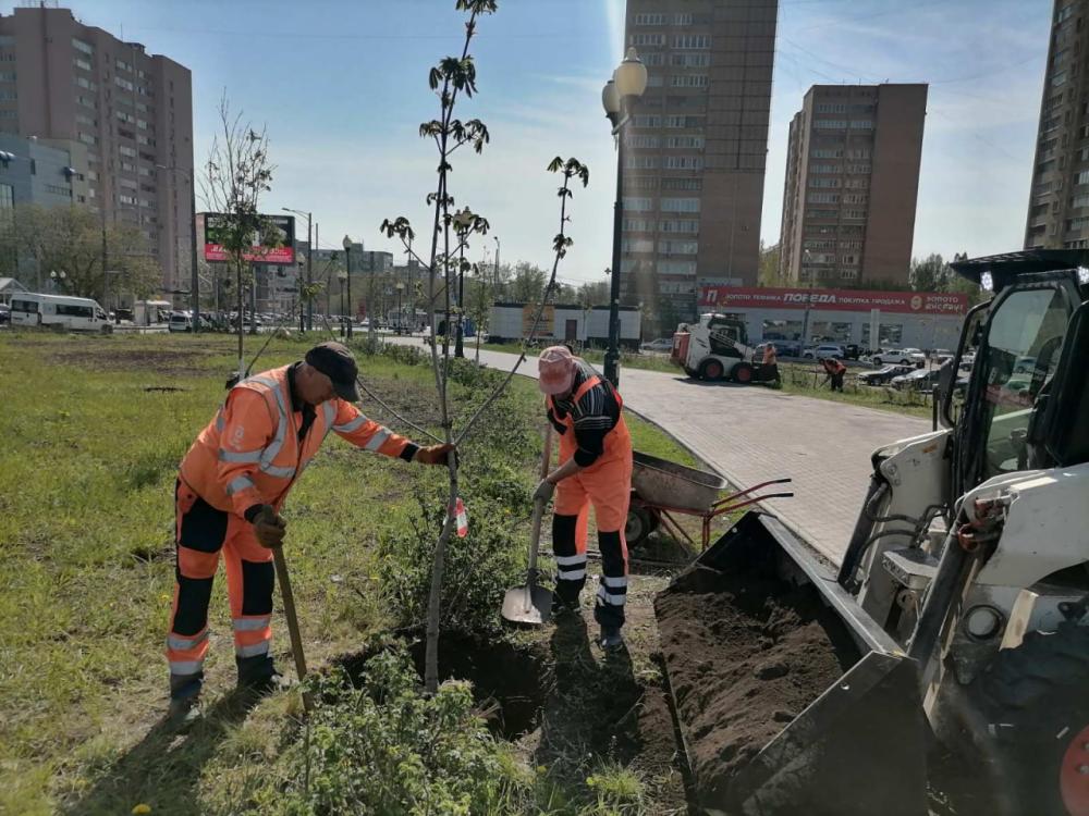 Сотрудниками ГКП Самарской области  "АСАДО" высажено 50 каштанов на Московском шоссе