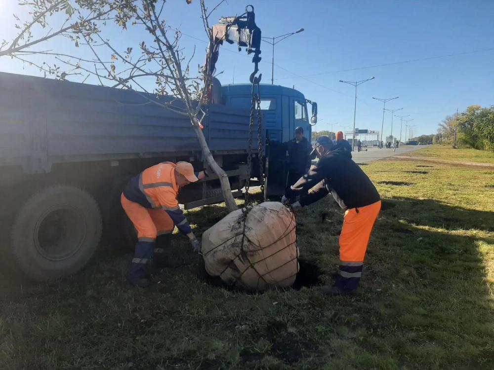 Приступили к осенней посадке деревьев
